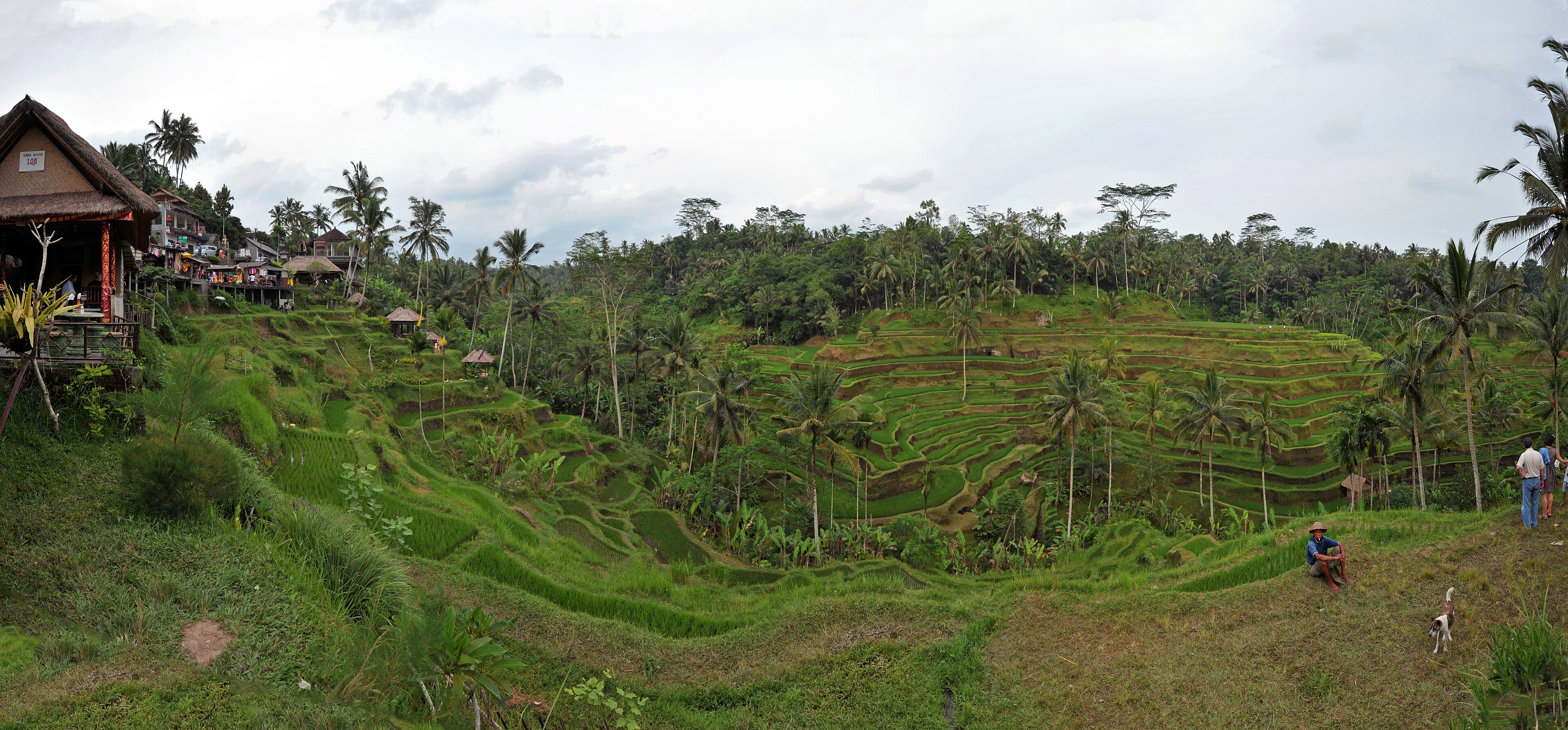 Rice · archive location photograph